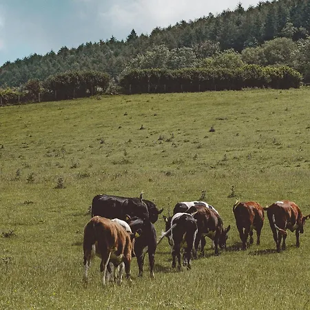 The Owl Nr Helmsley, North Yorkshire Hawnby