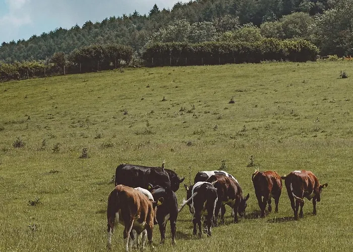 The Owl Nr Helmsley, North Yorkshire Hawnby